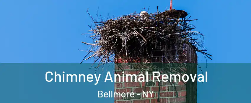  Chimney Animal Removal Bellmore - NY